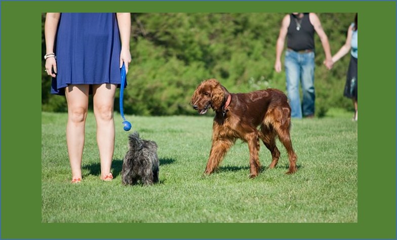 Have Your Say: New Off-Leash Dog Exercise Area!